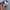 Dickies Streetwear Sportswear Parka Pria gray photo 4