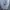 Dickies Streetwear Sportswear Parka Pria gray photo 2