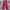 Dickies Streetwear Muslim Formal pants Pria burgundy photo 2