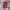 Dickies Streetwear Muslim Formal pants Pria burgundy photo 1
