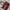 Longchamp Rouge / Pome M