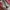 Tory Burch ballerina - Dust Storm  photo 2