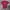 Unfledged Streetwear Casual T-shirt Pria burgundy photo 1