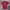 Unfledged Streetwear Casual T-shirt Pria Burgundy