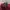 Unfledged Streetwear Casual T-shirt Pria burgundy photo 5