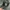 Ed Sheeran Official Snapback 2014 “X Album”