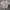Nautica Streetwear Casual T-shirt Pria gray photo 2