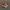 CONVERSE 70s HIGH RED WHITE photo 3