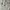 BRANDY MELVILLE ORI White Pointelle Lace Tanktop  photo 2