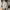 MILITARY JACKET US ARMY COMBAT UNIFORM NATO ORIGINAL photo 4