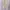 COTTONINK - Outerwear Vest Wanita Beige Araceli photo 2