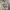 Zara Man Light Woodland Camo Cargo Shorts (Fit 35) photo 3