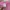Japanese brand Casual T-shirt Wanita pink photo 3