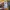 Dickies Streetwear Skater T-shirt Pria yellow photo 5