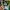 Mizuno Casual Jersey Pria green photo 4