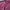 knitwear crop maroon photo 2