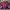 knitwear crop maroon photo 1