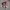 Converse Allstar Hi Red photo 3