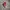 Converse Allstar Hi Red photo 1