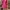 Fuchsia Elegance: Mini Dress Katun Lengan Panjang photo 2