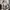 Converse Casual Sneakers Pria brown photo 5
