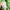 The North Face Sportswear Puffer jacket Pria green photo 7