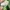 The North Face Sportswear Puffer jacket Pria green photo 8
