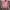 Pink cardigan mix button laser cut photo 1