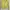 Zara green lemon cardigan photo 3