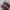 Nike Gorpcore Casual Sneakers Pria red black photo 4