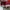 Vans x Chima Ferguson Stage 4 Low Pro Skate Shoes photo 5