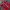 Puma Indie Casual Sneakers Pria white red photo 4