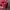 Puma Indie Casual Sneakers Pria white red photo 6