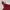 Jamae Lace Red Milkmaid Top - coquette, fairy, whimsical photo 2