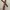 Brown faux Belt photo 2