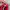 Puma Streetwear Sportswear Sneakers Pria red photo 2