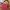 coach poppy pink ; coach shoulder pink photo 2