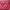coach poppy pink ; coach shoulder pink photo 4
