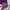 Pullover Hoodie BAPE shark Purple Camo original 100% photo 8