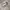 Nike Air Max Dawn Gref Fog photo 2