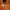 Casual Windbreaker Pria orange photo 4
