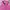 Yonex Y2K Sportswear T-shirt Wanita pink photo 5