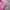 Yonex Y2K Sportswear T-shirt Wanita pink photo 4