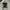 Polo Ralph Lauren Casual Polo Shirt Pria Brown