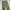 Coen japan wide chino pants photo 4