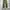 Coen japan wide chino pants photo 3