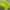 Blue Cross Neon Green Printed Wire Mini Skirt (29) photo 4