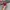 Vans Authentic OG 44 DX Anaheim Red Chilli White photo 4