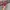 Vans Authentic Vault OG LX Red Chillie White photo 4