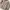 PPFM M-65 Military Cargo Jacket photo 6